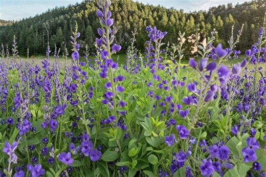 Blue Wild Indigo – Baptisia Australis Seeds | 15 Seeds | Native Perennial Wildflower | Flowering Plant - Etsy