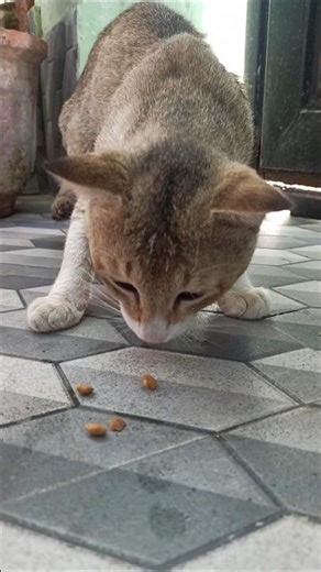 #cats #cutepets #petlovers #catvideos #cutecat #shorts #lifeisbutadream #trending #kids