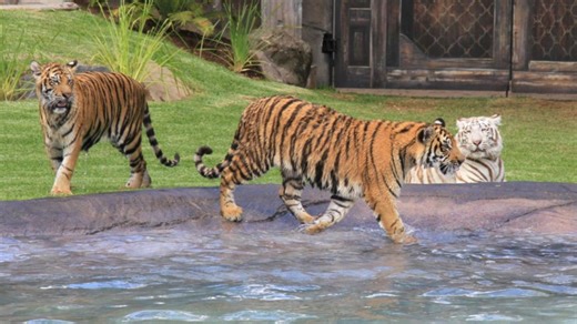 Woman mauled by tiger at Dreamworld Gold Coast