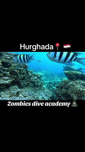 Become a Zombie Diver with Zombies Dive Academy