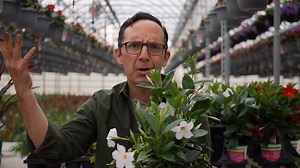 4.7K views · 231 reactions | Dress up any tabletop with this simple planter featuring a drought resistent plant, the rio dipladenia. Rios are beautiful and tough! Let's build this little planter together. Order your Rio Dipladenias right to your frontdoor today with Diggit Gardens! | Frankie Flowers | Facebook