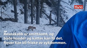 Denne reven på Sem har skabb og kan smitte hunder og katter. | Tønsbergs Blad