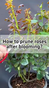 123K views · 1.2K reactions | ✂️How to prune roses after blooming?✂️ ✂️ First, trim long rather than short. ✂️ Second, keep outward-facing branches and remove inward-growing ones. ✂️ Third, keep the upper growth and selectively remove some older lower leaves. ✂️ Fourth, remove weak, blind, or spindly branches. ✂️ Fifth, master pest and disease prevention. #gardening #planting #indoorplants #prune #roses | Garden.HomeMania | Facebook