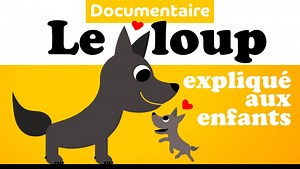 Le LOUP 🐺 Documentaire animalier pour enfant de maternelle