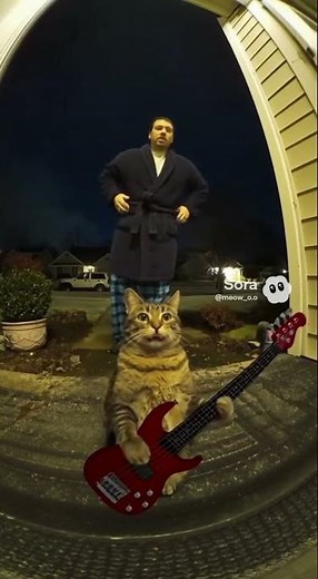 Cat Playing Bass at Midnight 😹🎸 Loudest Feline Jam Ever #Shorts