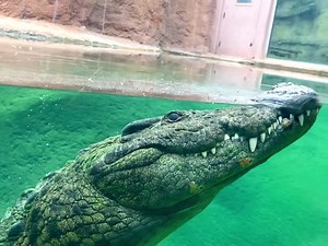 26K views · 596 reactions | oh, hello there Boom | San Antonio Zoo | Facebook