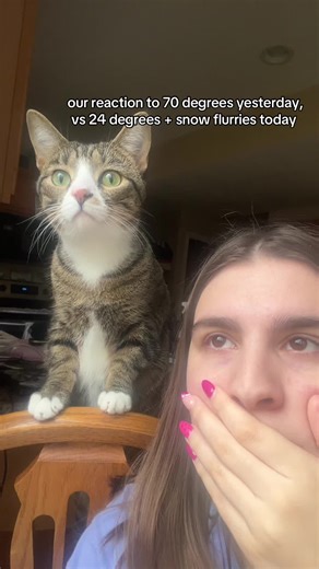 Midwest moment #midwest #weather #cat #snow #sunshine | weather