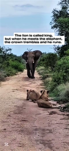 Difference between Lion and Tiger when meet the Elephant! #animals #wildlife #shorts
