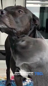 Who says cats and dogs don't get along?! You can tell this dog is loving every moment. 🥰 | Watch Roar