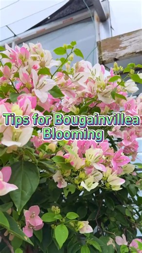 3.6K views · 32 reactions | #garden #nature #flowers #gardening #plants #flower #photography #naturephotography #green #love #gardenlife #summer #gardendesign #jardin #garten #beautiful #landscape #spring #plant #gardeninspiration #home #naturelovers #macro #mygarden | The Secret Garden | Facebook