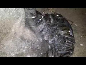 Hundreds of minnows in the Cast Net!