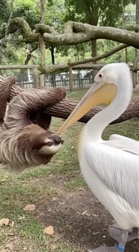 🐦Pelican's Secret: They Truly Don't Know Manners!🐦#pelican #sloth #seal #funnyanimals