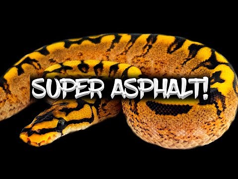 The 'Super Asphalt' Ball Python!