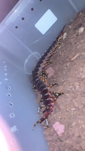 KF Invertebrates on TikTok