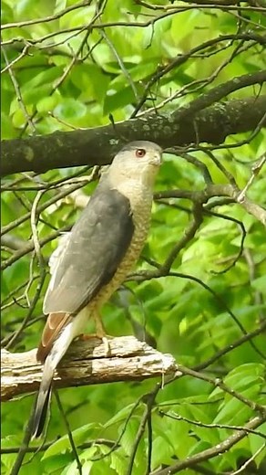 Beautiful Cooper’s Hawk Taking Flight into the Wild Unknown