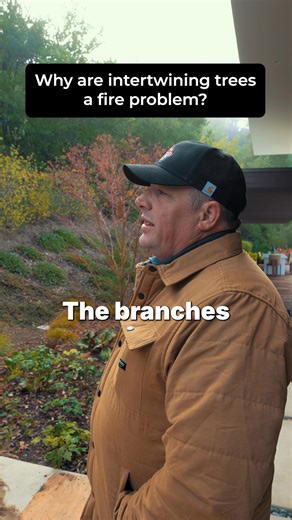 Intertwining trees might look natural, but they're a fire problem. Here's what's happening in this yard: a dead tree tangled with a live one, plus another tree leaning in from the neighbor's property. Together, they're creating a tight canopy where embers can collect and ignite. The fix? Remove both problem trees and open up the space. Not every tree needs to go. But the ones creating fuel bridges and ember traps? Those should go. #HomeHardening #WildfirePrep #BayAreaHomes #BayAreaHomeHardening 