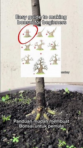 Easy guide to making bonsai for beginners #bonsai #plants #tree #nature #craft #diy #nature