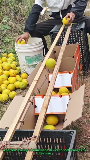 Homemade Orange Sorter: Clever Device to Classify Fruits by Size