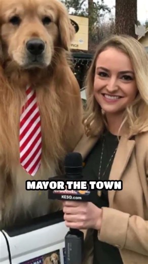 A Dog as Mayor of a Town? Packing Up and Moving ASAP (2012)