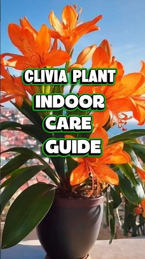 Clivia plant indoor care guide 🌿✨ #plants #plantssparkjoy #houseplants #youtubeshorts #garden