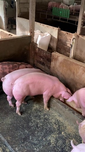 🐖 #peternakbabi #pigfarm #peternakbabibali #fypage #peternakmudaindonesia