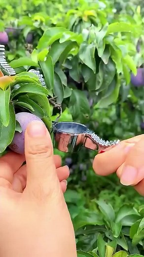 Fresh plum juice #plumjuice #plum #fruit | Jacky Zh