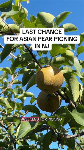 This is your last guaranteed chance to pick Asian pears! Get your tickets on our website, and keep an eye out on our socials to see if we’ll be open past 10/5. | Lee Orchard Garden