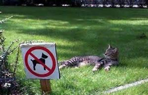 La Double vie des Chats - HD (2015)