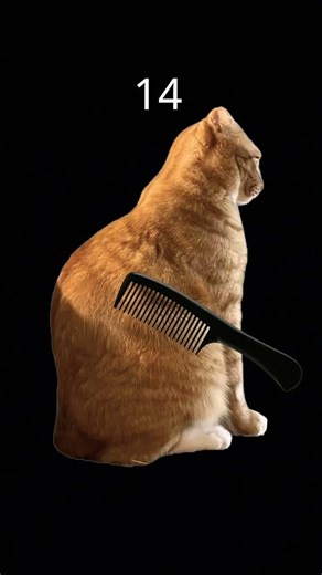 Scratch the cat to win lol