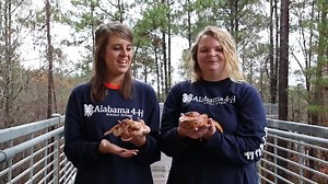 3.1K views · 38 reactions | The non-venomous corn snake is one of Alabama's most colorful snakes and feed mainly feed on mice, but will also eat birds, eggs, insects, rats, bats and other small mammals. | Alabama Extension | Facebook