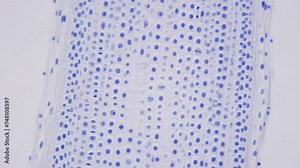 Intensive growth zone of plant. Onion root under microscope. Magnification of 400 times, 400X. Multiple cell nuclei. Smooth focus and movement with maximum optical zoom