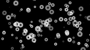 Download White color slowly moving elegant and simple flowers on black background, floral pattern modern background for free
