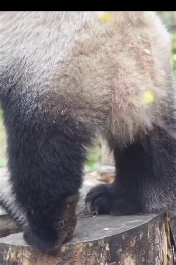 Those little paws 🥰😍🥰 #petcare #petherapy #cuteanimals #fblifestyle #panda #fluffy #pandas #cute #naturephotography #nature #care #beautiful #love #babypanda #babypandas #funnyanimals | Pandas, a Light In My Heart
