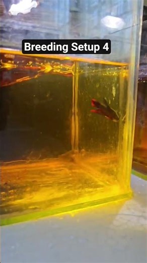 🔵 Blue Imbellis Wild Betta Breeding Setup 4 🔥 Advanced Natural Spawn | Wild Betta #shorts