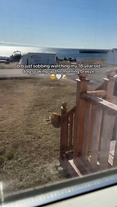 151K views · 219K reactions | crying into my coffee this morning because my 18-year-old golden boy really loves to soak up every part of this wonderful life 﫶️ forever appreciating the little things because of you 懶 #seniordog #seniordogsofinstagram #olddog #dogmom #dogoftheday #cutedog #littlemoments #gratitude #seniordogmom #jaketheretriever #journeywithjake | Tasha Ryland | Facebook