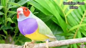 Gouldian finch mutation (dilute) | Paradise Aviary