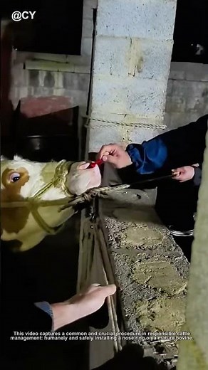 How to Safely Put a Nose Ring on a Cow! 🐮💍 | Essential Farm Skill