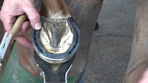 970K views · 101 shares | **SX-7 Hind Shoes Going On** This barrel...