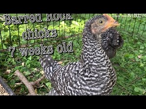 Barred Rock Chickens 7 weeks old