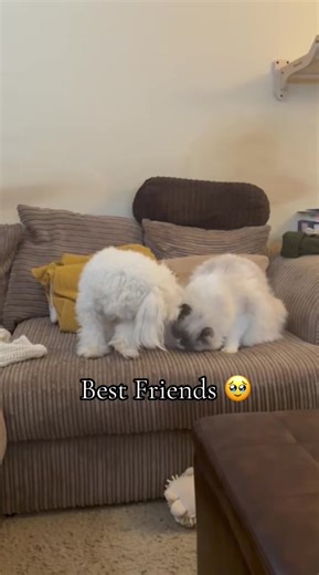 Best Friends: A Ragdoll Kitten and Maltese Dog
