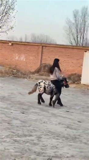 Cute Baby Goat Playing & Jumping | Funny Goat Kid Moments 🐐