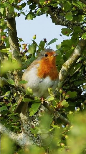 European Robin Song #birdsounds