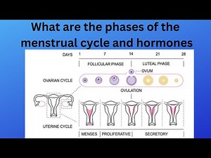 What are the phases of the menstrual cycle and hormones