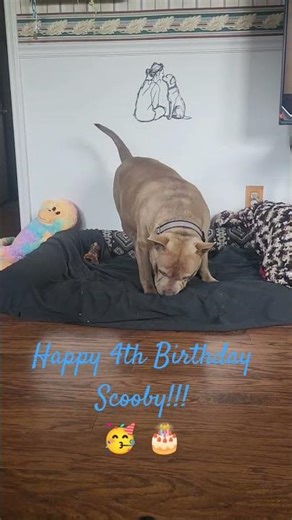 Happy 4th Birthday Scooby Doo!!! #americanbully #pitbull