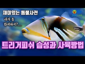 Raising Triggerfish, Triggerfish care, Triggerfish breeding