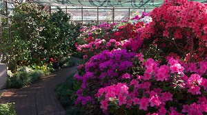Do Azaleas Attract Bees and Butterflies?