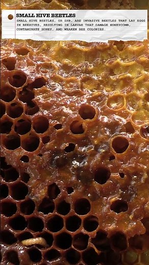 Small Hive Beetles Can Cause a Lot of Damage #beekeeping #AethinaTumida #ProtectYourHive