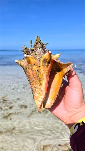 𝘒𝘳𝘪𝘴𝘵𝘦𝘯 💙 𝑺𝒉𝒆𝒍𝒍𝒊𝒏𝒈 & 𝑭𝒍𝒐𝒓𝒊𝒅𝒂 𝑺𝒆𝒂𝒔𝒉𝒆𝒍𝒍𝒔 on Instagram: "Florida Keys seashells! 😍"