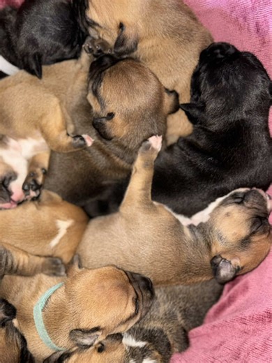Welcome the New Generation of Staffordshire Bull Terriers