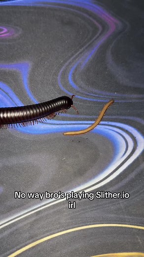 Slither.io IRL: Millipedes and Invertebrates Released!